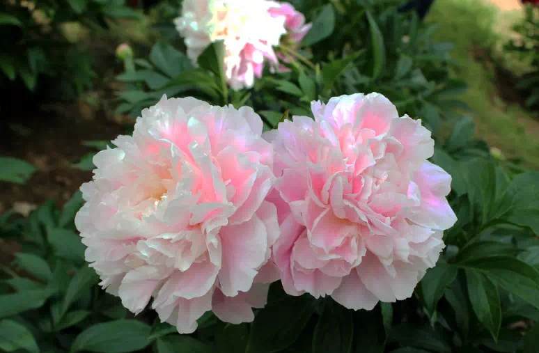 醉对数丛红芍药,渴尝一碗绿昌明.