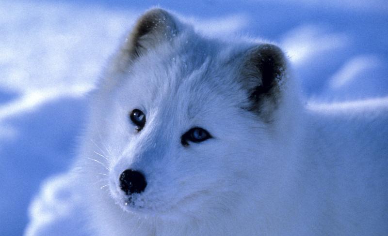 生活在北极圈的北极狐是如何过冬的它们喜欢待在隧道里