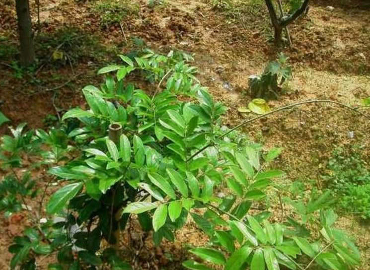 同时牛大力用来煲汤(骨头汤最佳)还有补肝肾,强筋骨,补脾益气等功效