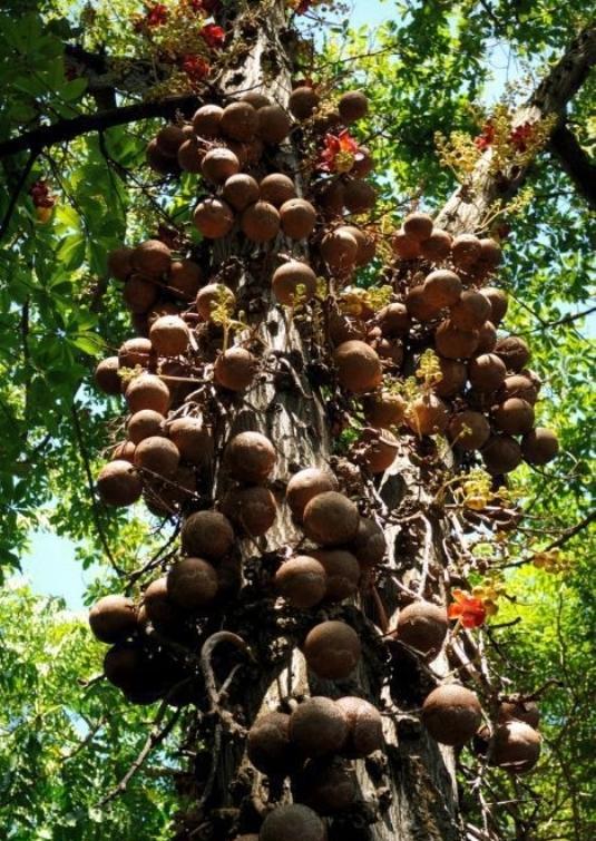 游客在旅游时发现"炸弹树",想上前观看,幸好乡民阻止了他!