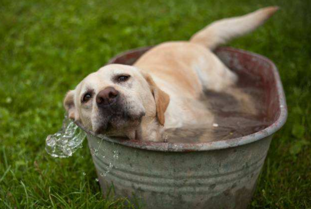 主人:一不小心冰箱里就多了一只狗