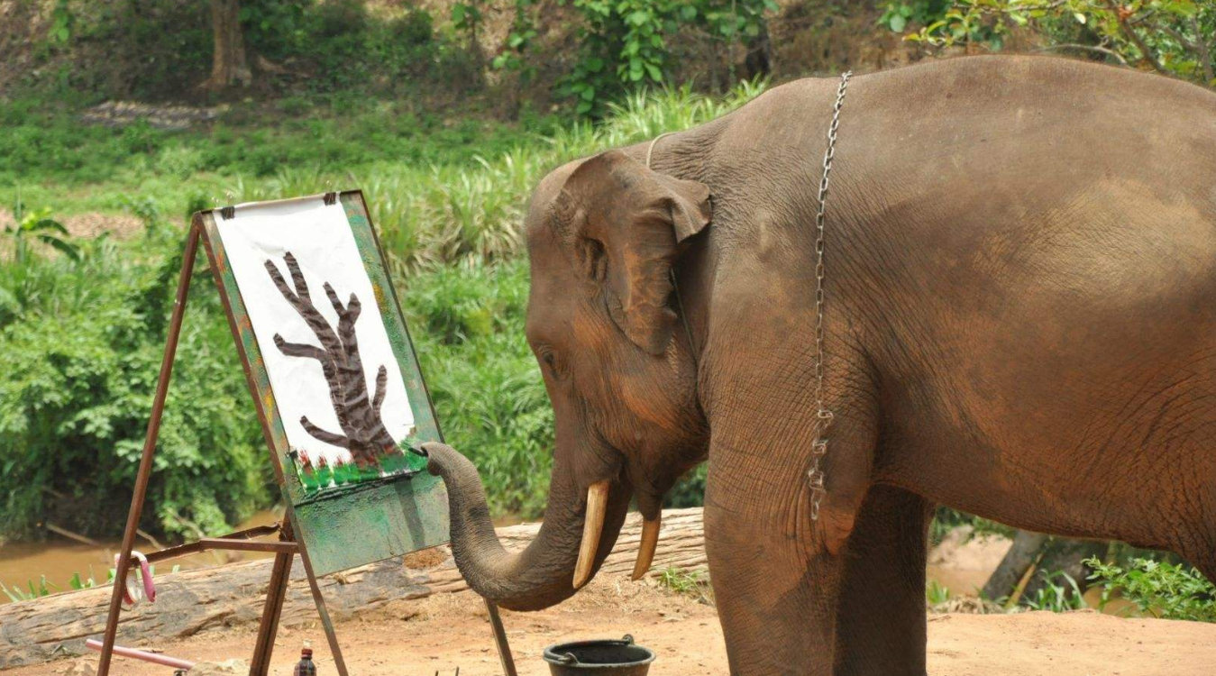 大象会画画的背后,隐藏着让人心酸的故事 67