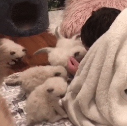 布偶猫的盛世美颜真不是盖的隔着屏幕都感觉到了满满的仙气