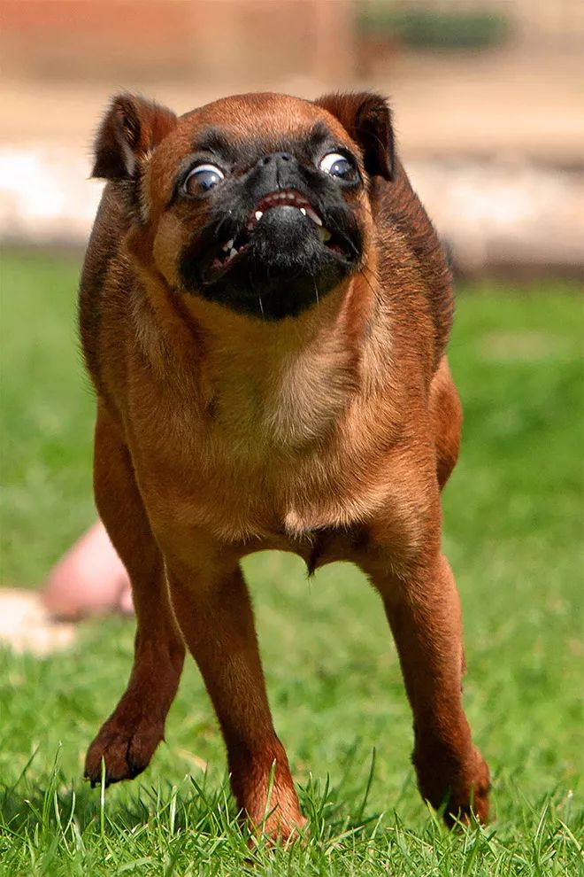 摄影师在户外捕捉狗狗运动时的,奇葩面部表情