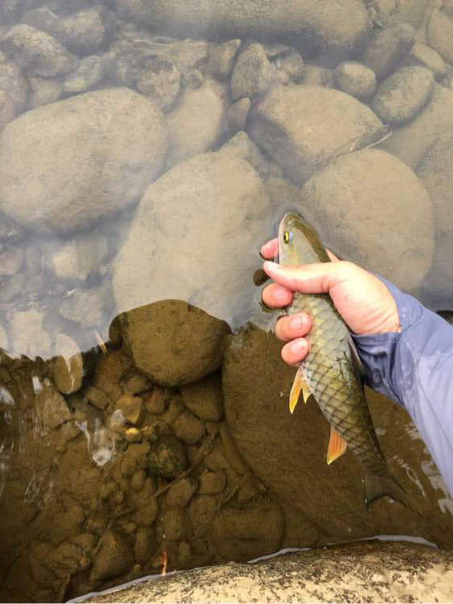 都说水至清无鱼,而此鱼偏偏只生活在干净清澈的溪流中