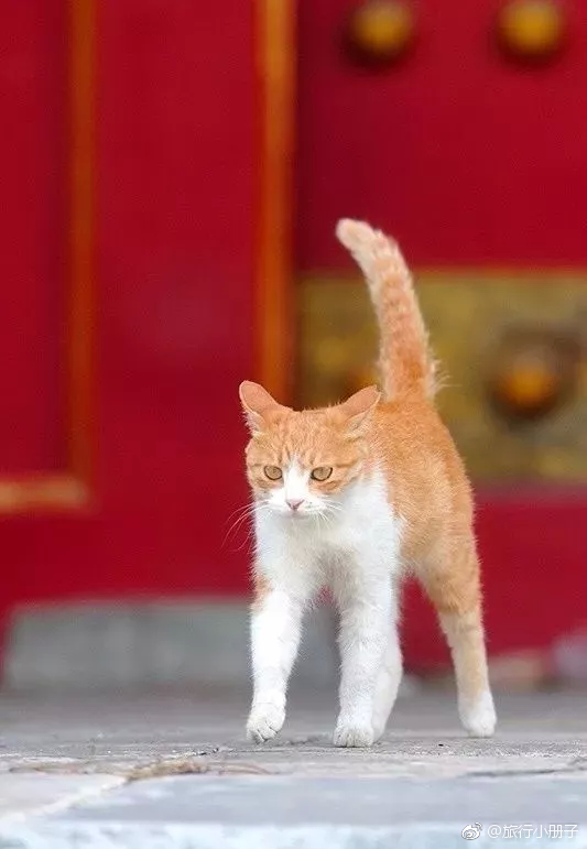 故宫猫皇家猫是这样的在故宫吸猫是一种怎样的体验红墙黄瓦