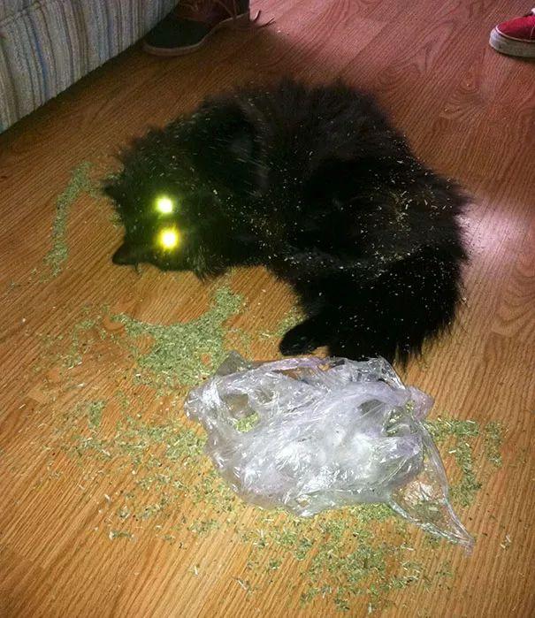 当喵星人吃了猫薄荷后是什么反应?大概只有他们自己知道了吧