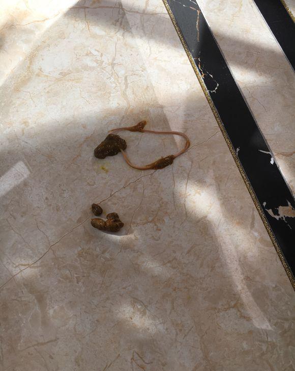 养狗|蛔虫|球虫_新浪新闻