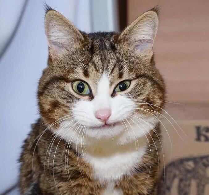 现在在家里养喵星人的人越来越多了,虽然它们总是给人一种安静乖巧的