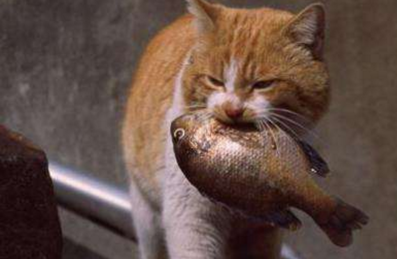 小猫吃鱼的样子图片