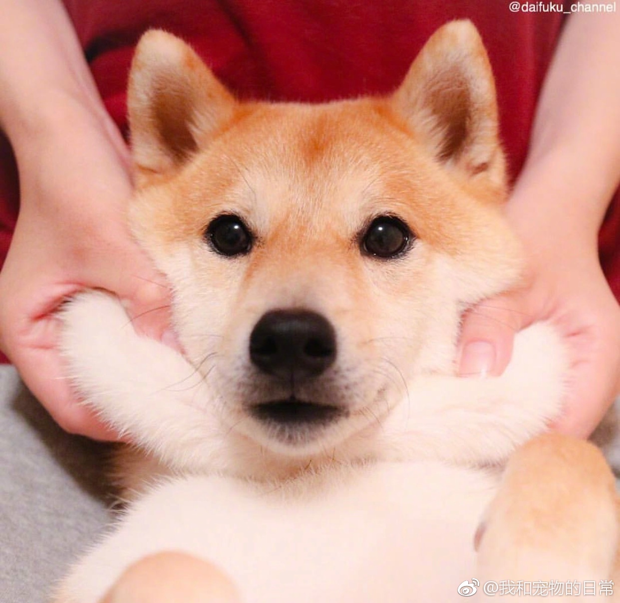 搞笑贴|得劲|捏脸|手感_新浪新闻