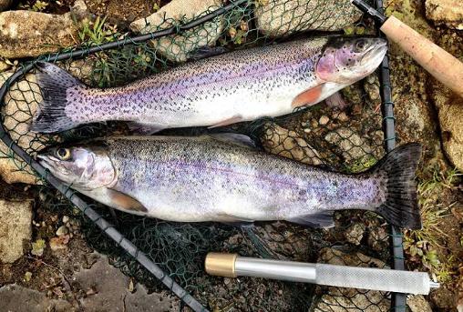 而在淡水鱼中,只有泥鳅和河鳝是无鳞鱼.