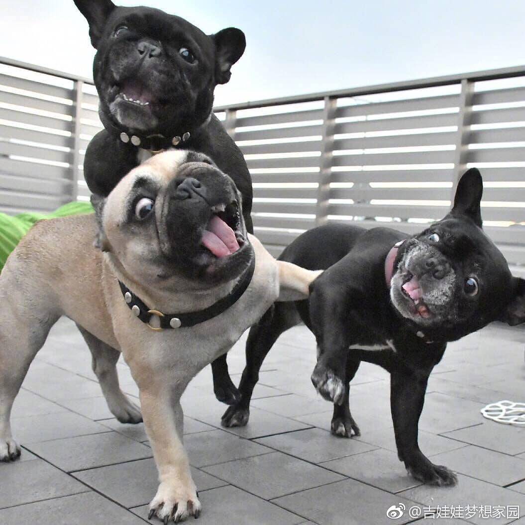 三只法斗的游戏时间要被他们笑死了…每张都是表情包