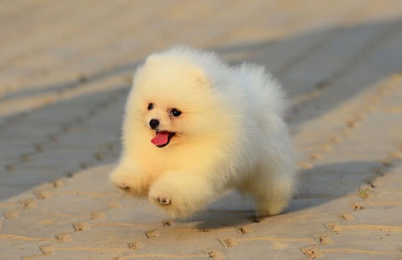 又干净又好养的小宠物( 又干净又好养的小宠物小狗 )