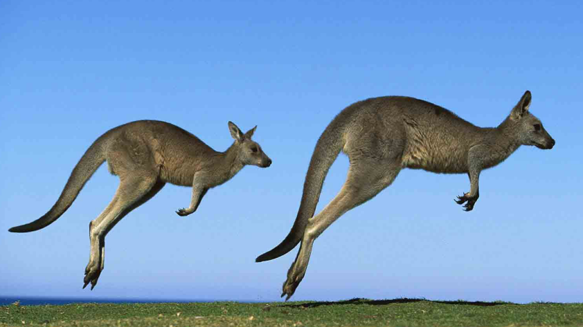 世界上最小的袋鼠,人们爱不释手,却因这一原因不能成为宠物