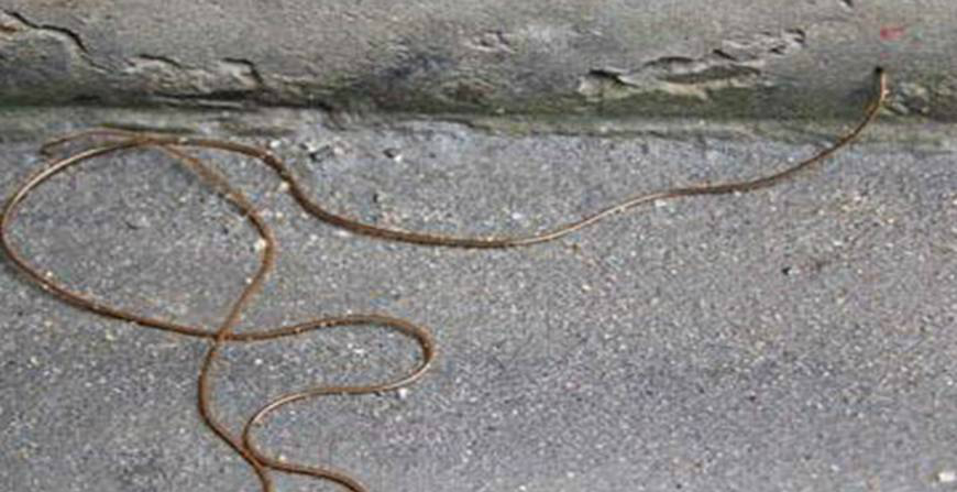 直击现实中的铁线虫长这样看完倒吸一口冷气切记不能用手去碰