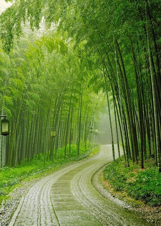 身心已逐竹林游,为国搜贤事却优|身心|幽篁|竹露滴清响_新浪新闻