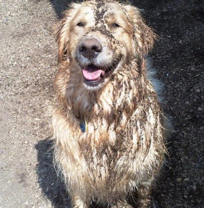 金毛外出溜弯发现泥坑,躺在里面一动不动,主人鼻子都气歪