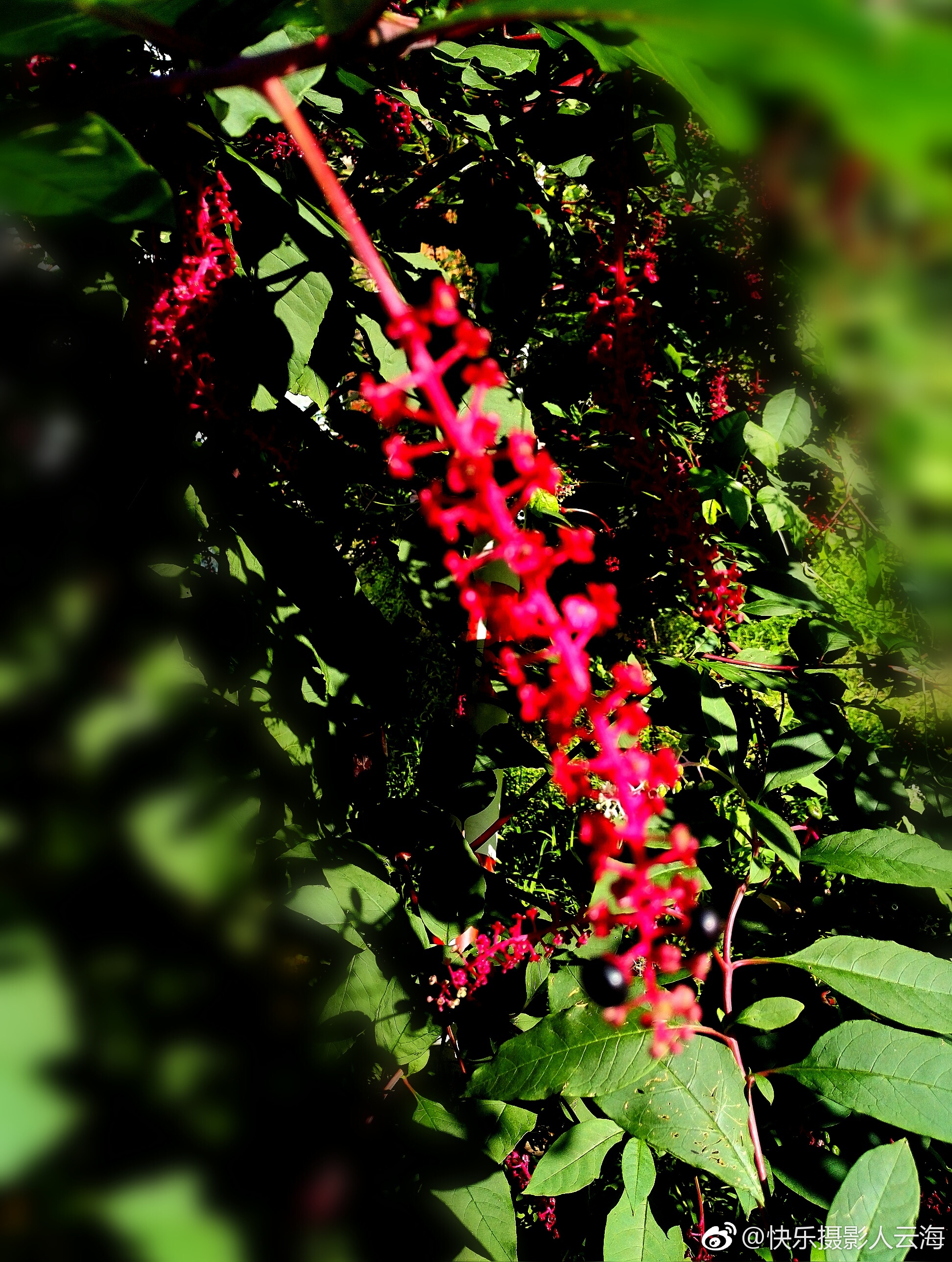 植物花卉,商陆.