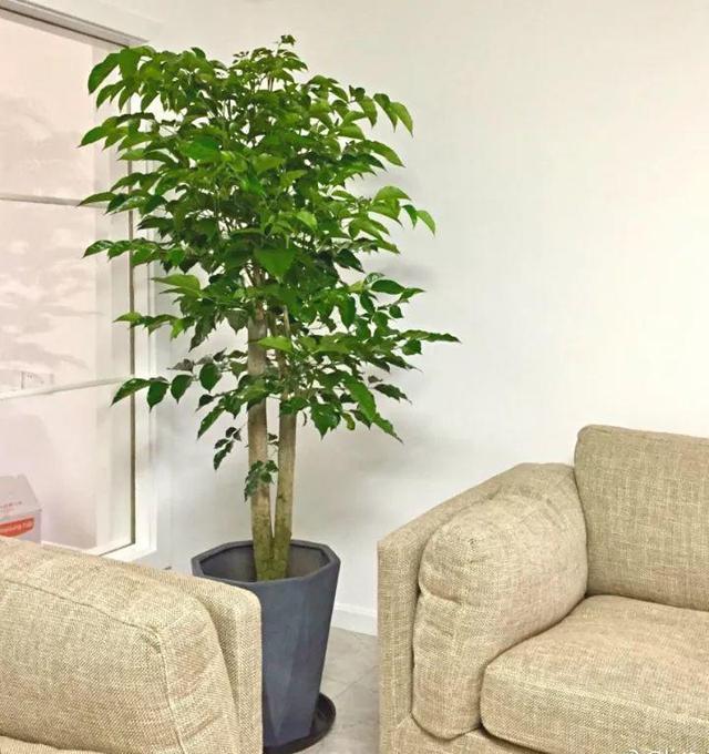 4种客厅"吉祥树",买1棵"太贵",剪1根枝条就活,省钱,方便