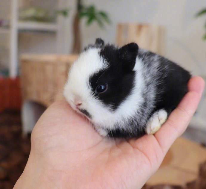 周末~吸口小奶兔吧