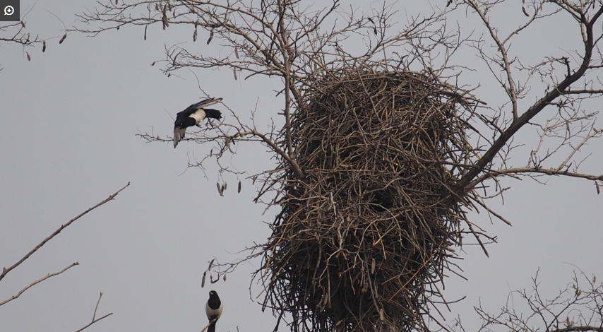 为更安全的生儿育女,喜鹊夫妻历时多年建空中别墅