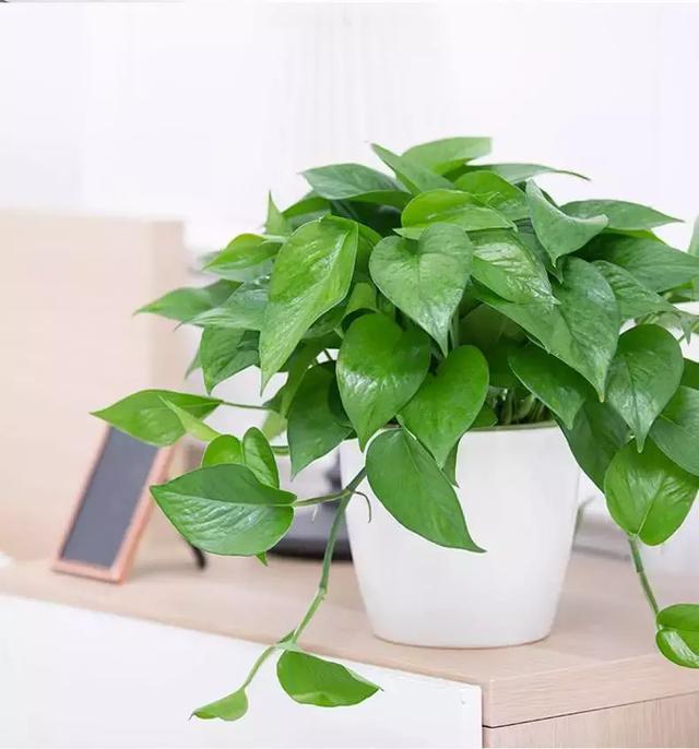 室内养花真的能净化空气,,防癌症吗?