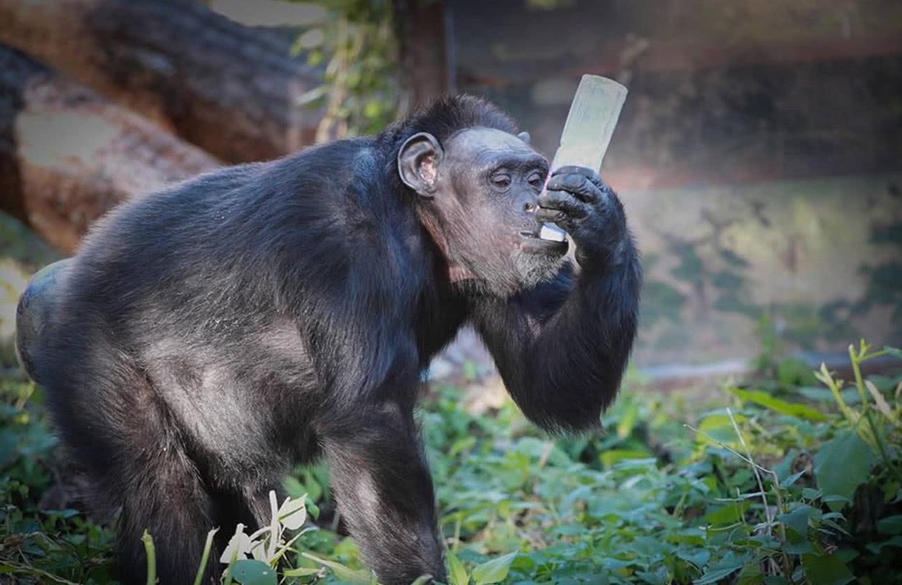 为什么黑猩猩进食时,会先吃小猴子的大脑?说出来你都不敢相信