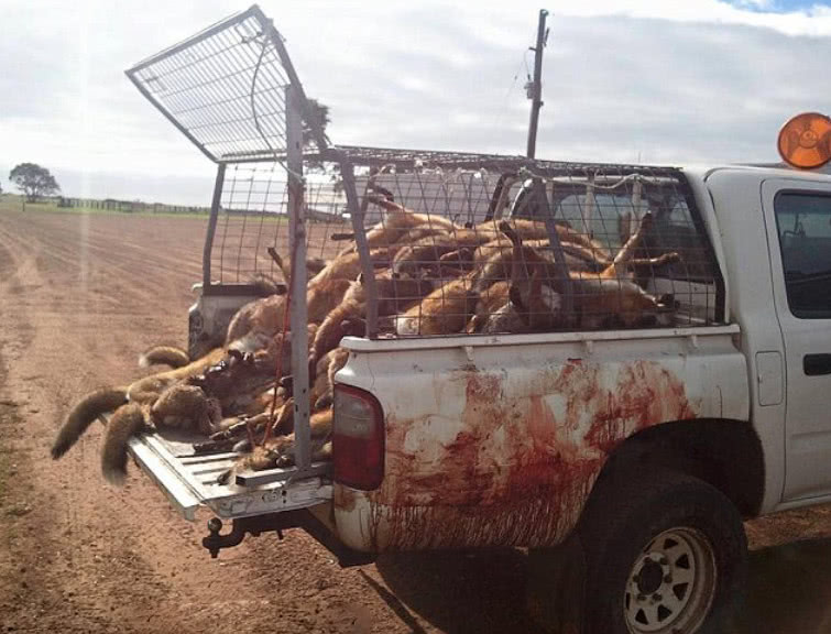 澳洲又一动物泛滥成灾,每捕捉一只政府就给奖励,我要去澳洲生活