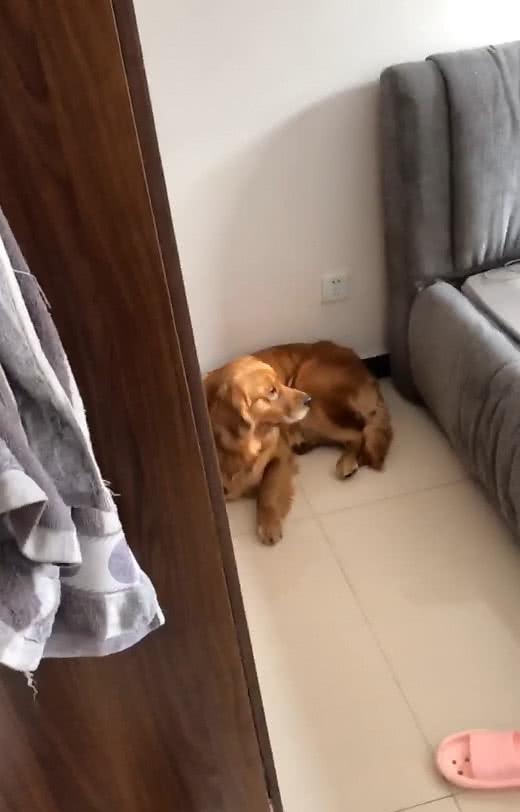 金毛趁主人睡觉偷酸奶,喝完不忘毁灭证据,淡定的表情让人佩服