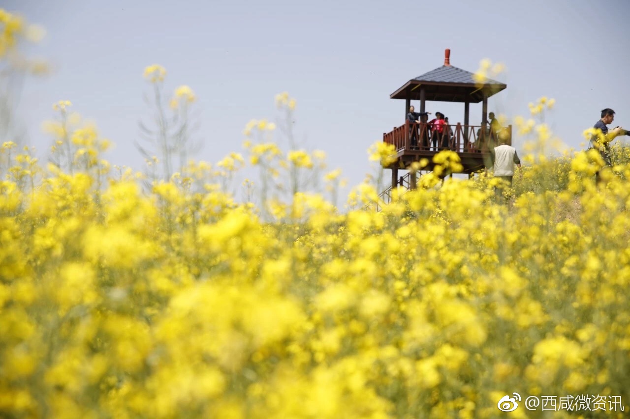 武功万亩油菜花海摆好姿势等你来