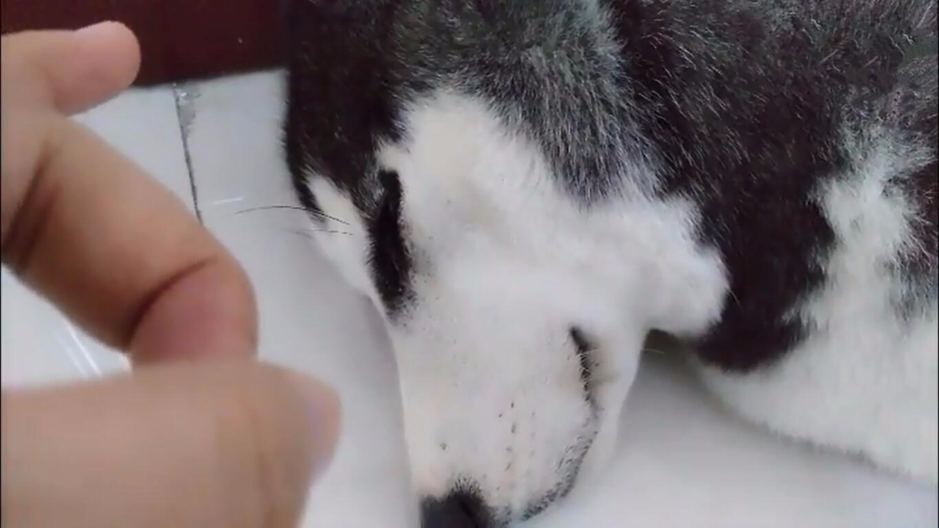 二货铲屎官趁哈士奇睡着偷偷弹它脑门,二哈这眼神笑死我了!