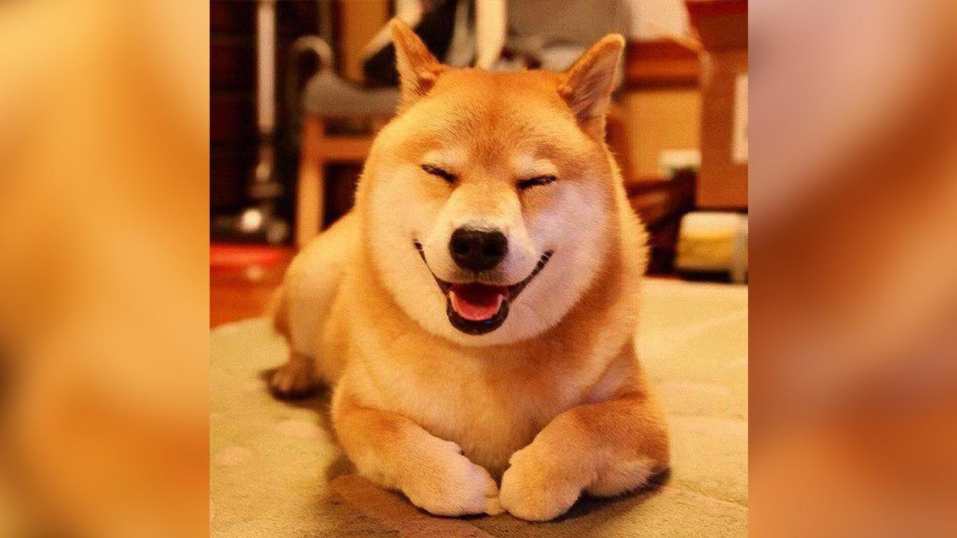 柴犬故意放个臭屁熏主人,还得意洋洋的笑起来了!