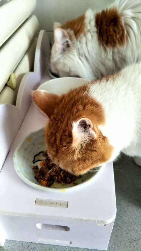 听说猫吃蛋黄相当于天然化毛膏,单给不吃,每天