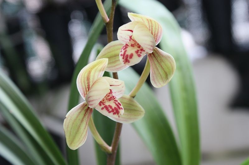 建兰四季兰君荷,虽不是很贵的花,但是却很漂亮!|建兰|四季_新浪新闻