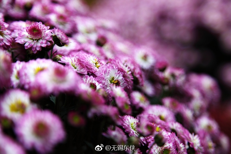 “浅红淡白间深黄，簇簇新妆阵阵香。无限枝头好颜色|枝头|岁岁年年|年年岁岁|颜色|无限_新浪新闻