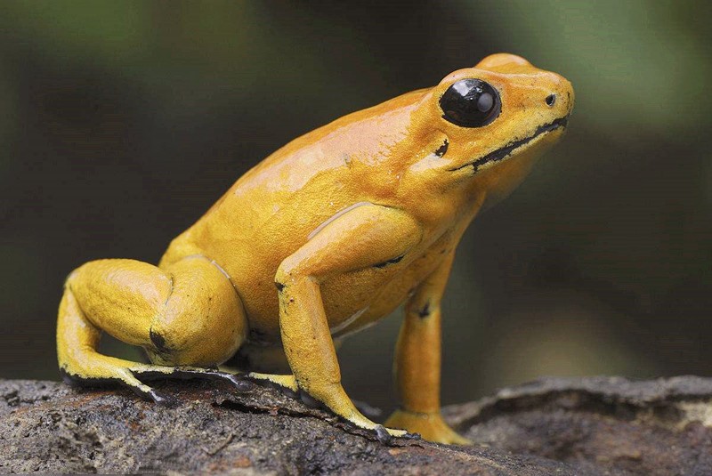 世界上最毒的蛙类,就算它碰过的纸巾,也可以要人的命!