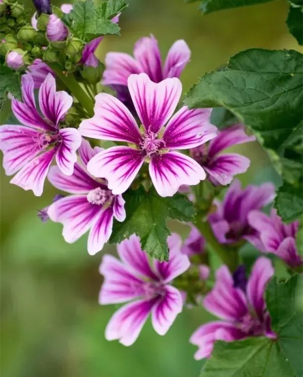 图解风卷葵壶全手工制作过程|杨凤年|全手工|葵花_新浪新闻