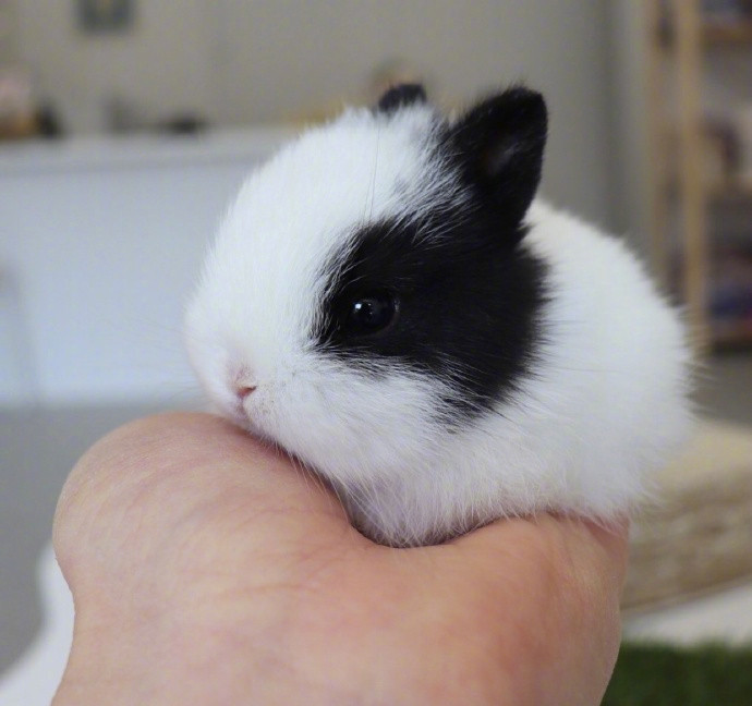 周末~吸口小奶兔吧