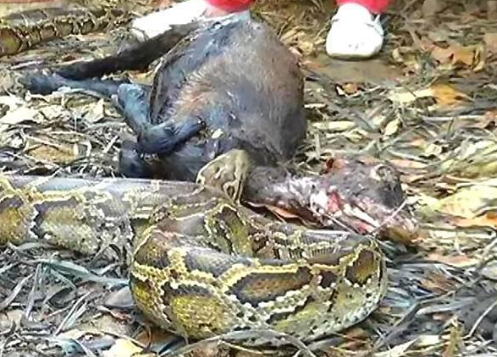 蟒蛇吞食村民的黑羊,竟还在草丛里休息,吐出猎物村民都不原谅