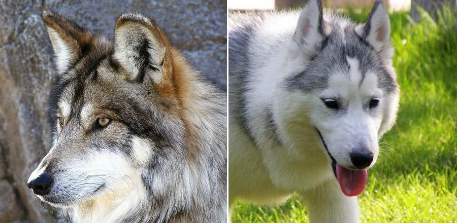 哈士奇和狼有点类似注意这几方面就能轻松区分最后一点笑喷了