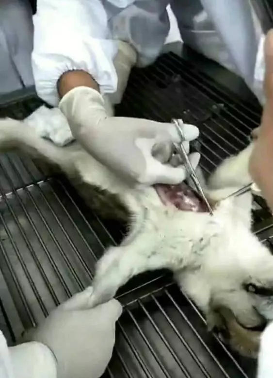 残忍活体解剖割声带山东一学校违规活体实验残忍血腥十级