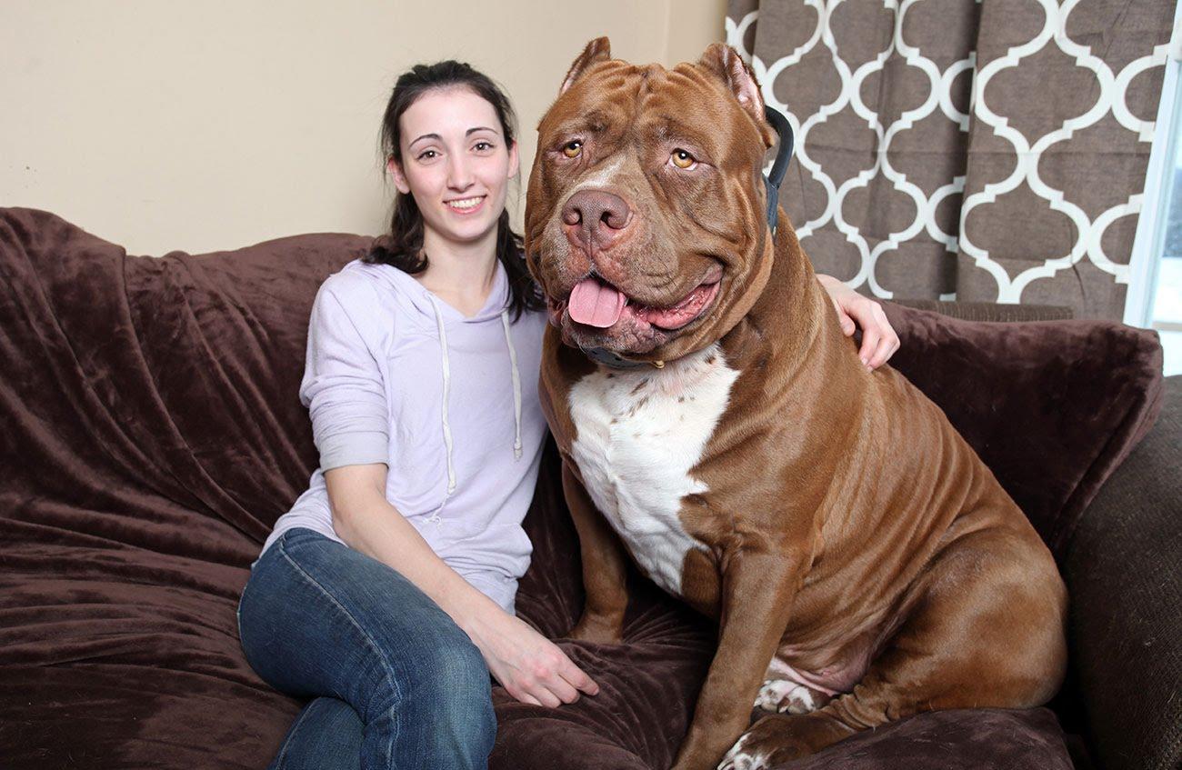 这几种动物你可能未见过|马来熊|比特犬|体型_新浪新闻