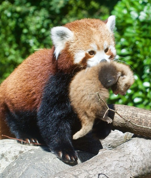 可爱的小熊猫在威尔逊郡的龙利特野生动物园被母亲带到户外去