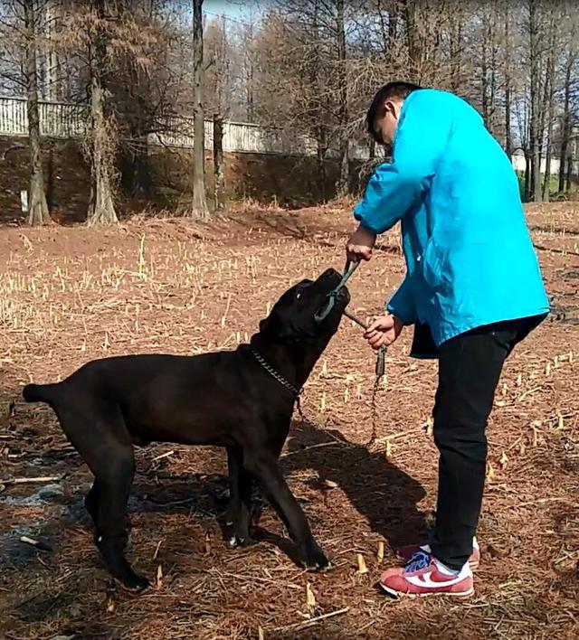 一百多斤,你还扑我,大黑狗你还有王法吗