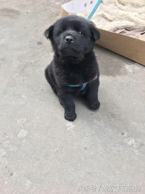 这是纯种中华田园犬吗50块买的4斤半小土狗每天只吃稀粥和