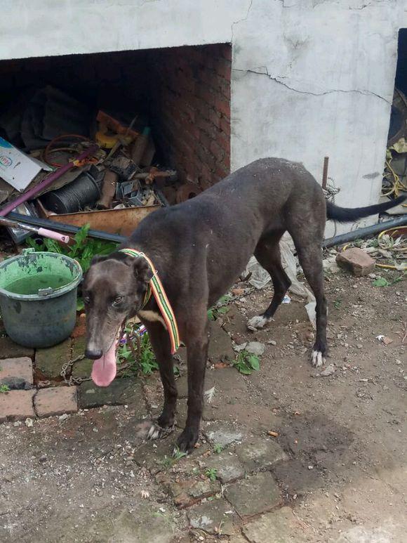 偶然捡到的一只流浪细长的黑狗,朋友看完一阵羡慕:你发财了!