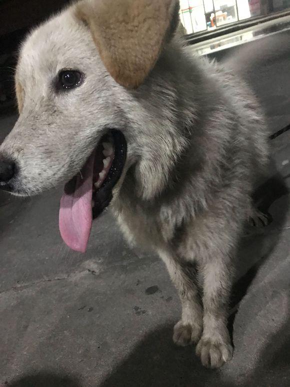 晚上狗狗独自流浪街头,眼神里还充满了乞求,女孩看到后很是怜悯