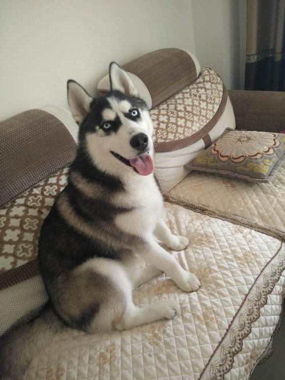 女孩|哈士奇|狗狗_新浪新闻