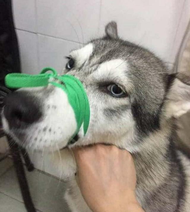 二哈人不在家,将家拆得像进了小偷一般,主人气得吧二哈嘴给绑了